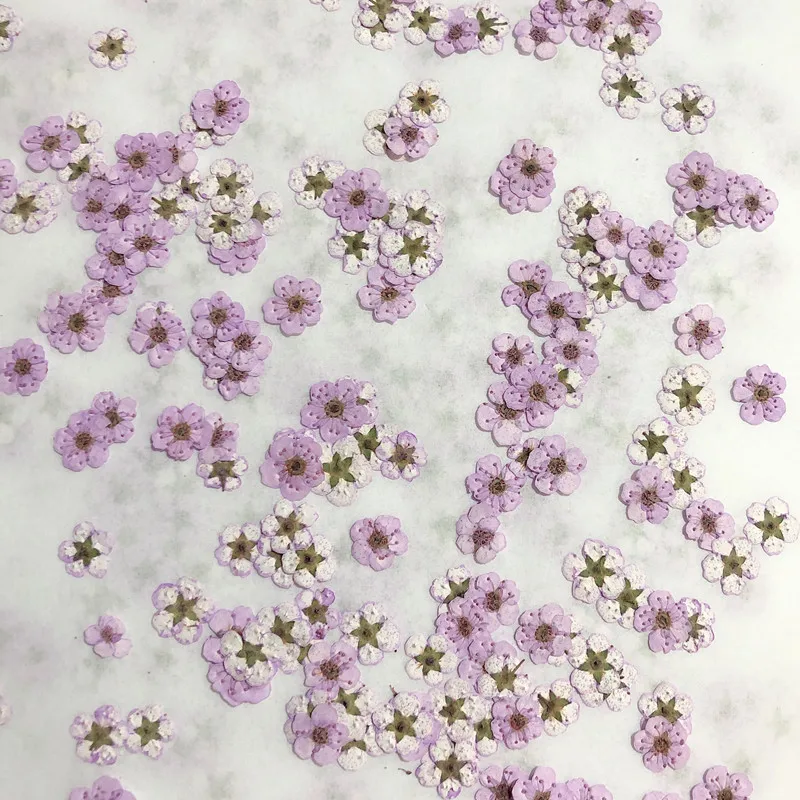 Baby Breath Dried - Pressed mini Narcissus Dried Flower Small