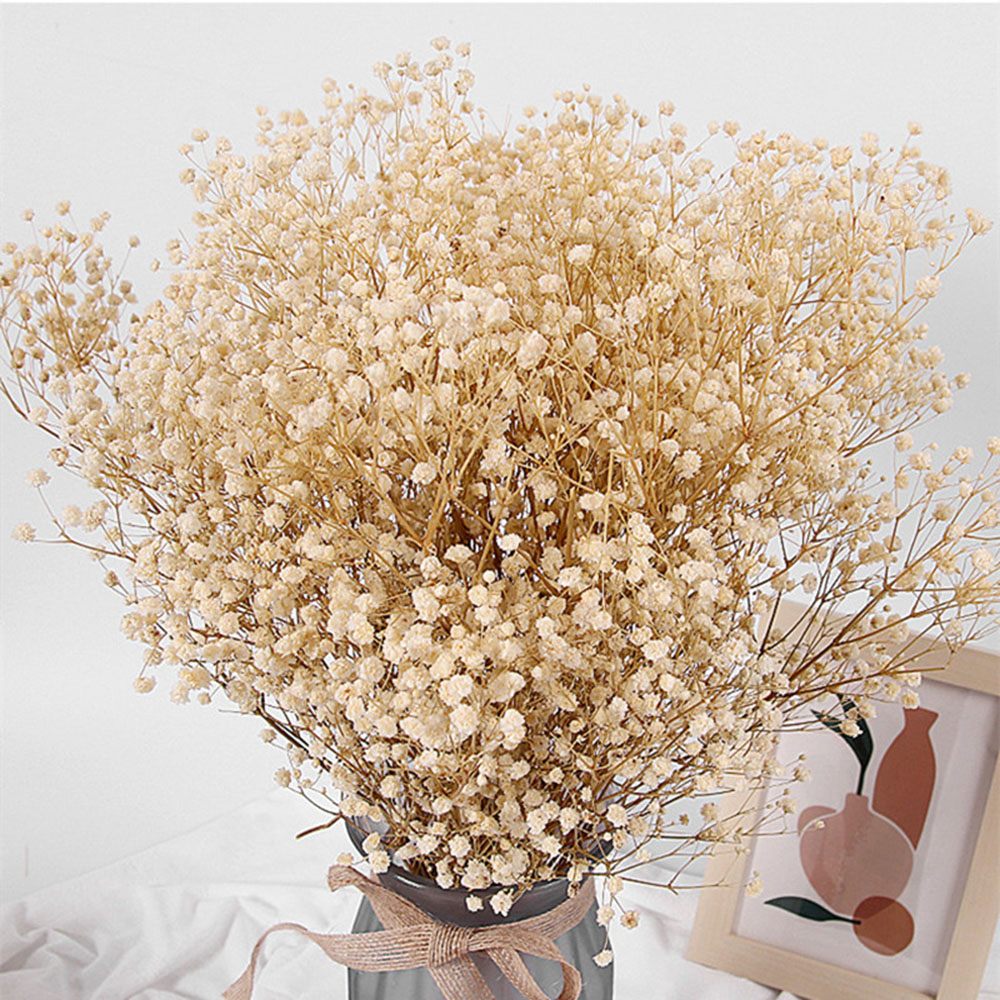 Baby Breath Dried - Real Baby Breath Dried Flowers Bridal