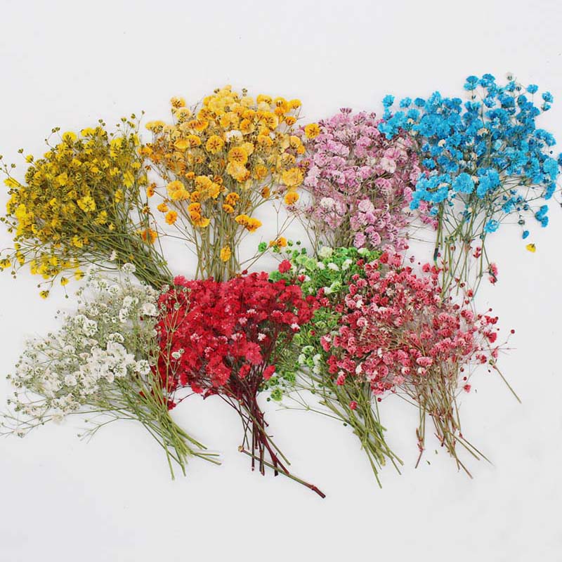 Baby Breath Dried - 7-10CM,Real Natural Dried Pressed Flowers Babys