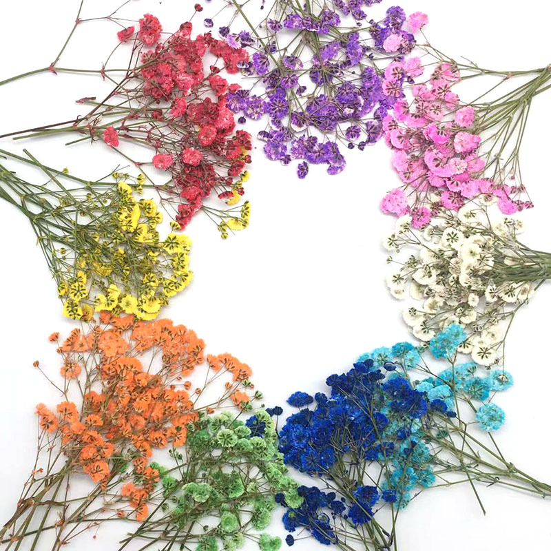100 Pieces of Baby's Breath Pl - Baby Breath Dried บทวิจารณ์และราคา