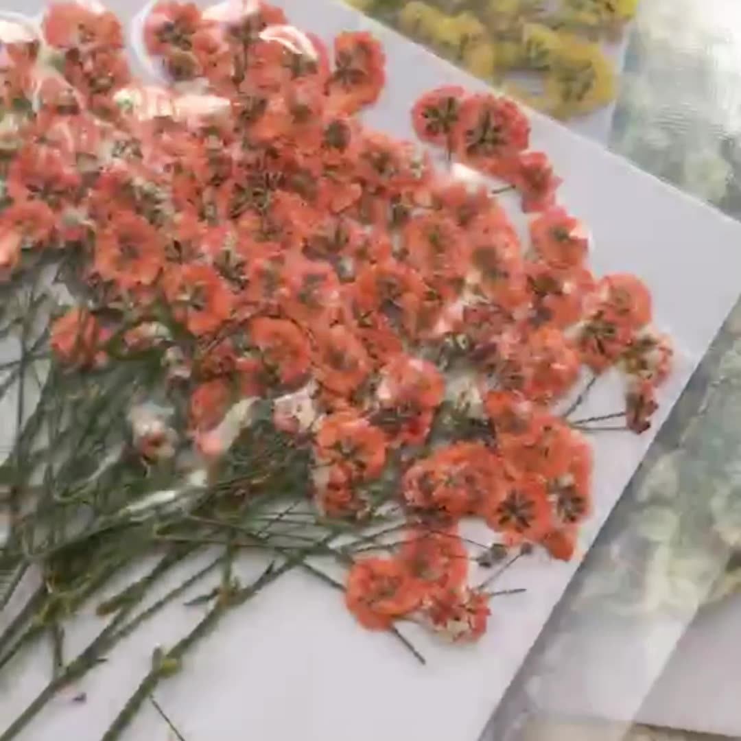 100 Pieces of Baby's Breath Pl - Baby Breath Dried บทวิจารณ์และราคา