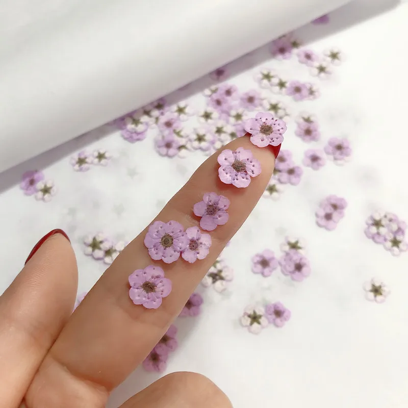 Pressed mini Narcissus Dried F - Baby Breath Dried บทวิจารณ์และราคา