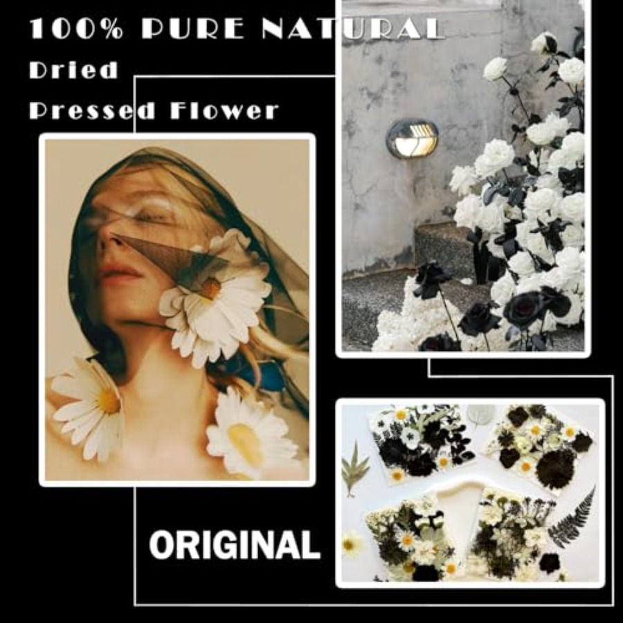 90Pcs Black Pressed Dried Flow - Baby Breath Dried บทวิจารณ์และราคา