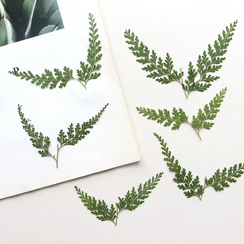 Nature Pressed Fern Branches,d - Baby Breath Dried บทวิจารณ์และราคา