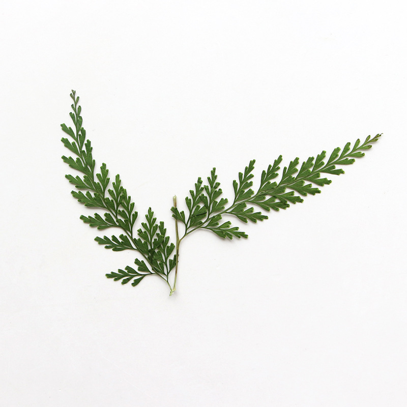 Nature Pressed Fern Branches,d - Baby Breath Dried บทวิจารณ์และราคา